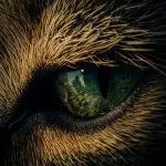 track-artwork